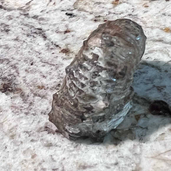 Ammonite, fossil, craft fossil, natural ammonite fossil, ammonite specimen. - Picture 8 of 9